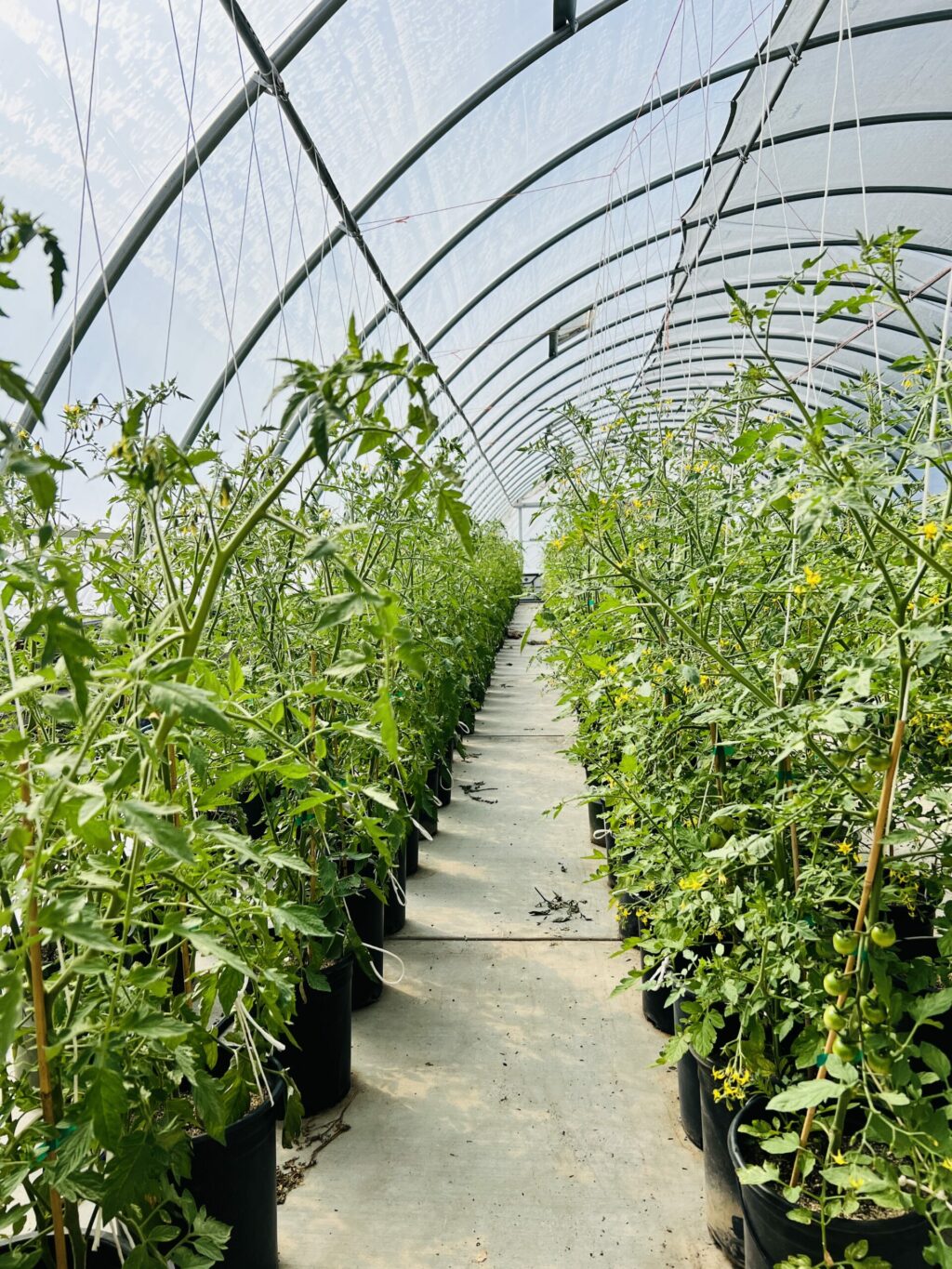 A greenhouse where Novavine, a plant nursery in Sonoma County, grows produce for the Redwood Empire Food Bank. (Redwood Empire Food Bank)