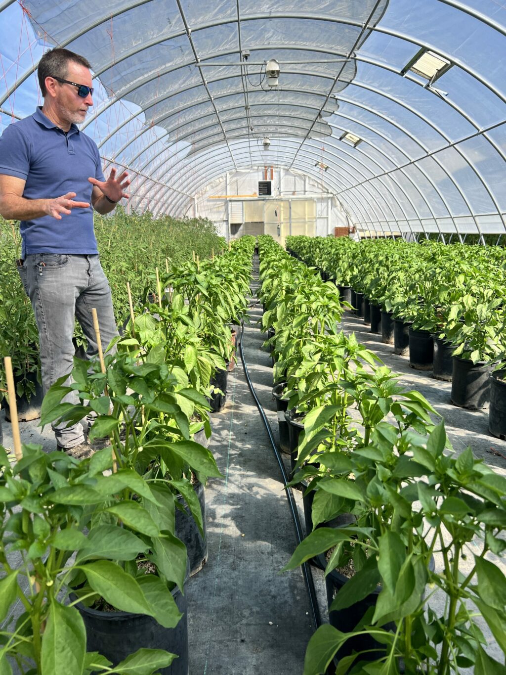 A greenhouse where Novavine, a plant nursery in Sonoma County, grows produce for the Redwood Empire Food Bank. (Redwood Empire Food Bank)