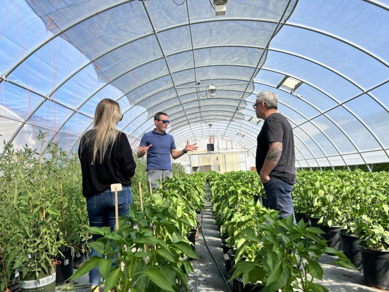 A greenhouse where Novavine, a plant nursery in Sonoma County, grows produce for the Redwood Empire Food Bank. (Redwood Empire Food Bank)