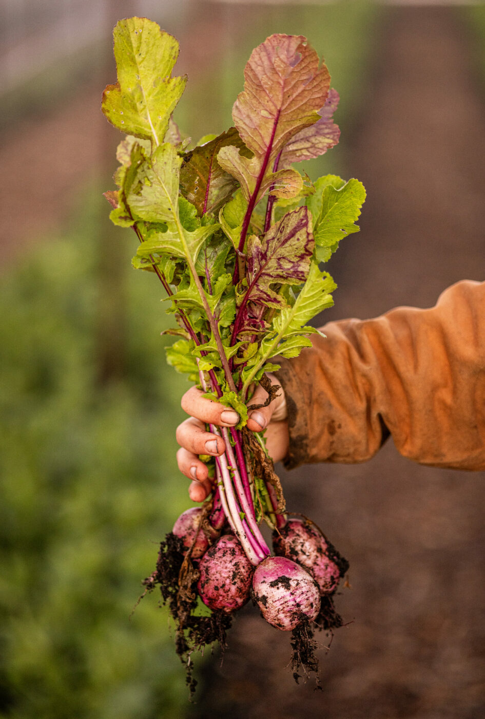 Picking vegetables at Umbel Roots Farm in the Carneros. (John Burgess)