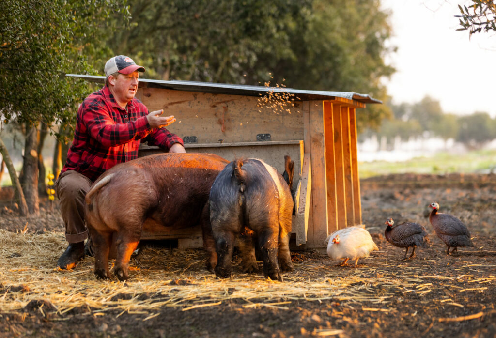 William Henpenn feeds pigs and chickens at his organic Umbel Roots Farm in the Carneros. (John Burgess)