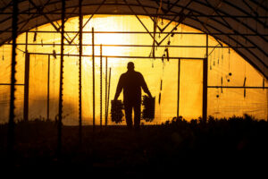 William Henpenn in a greenhouse at his organic Umbel Roots Farm in the Carneros. (John Burgess)