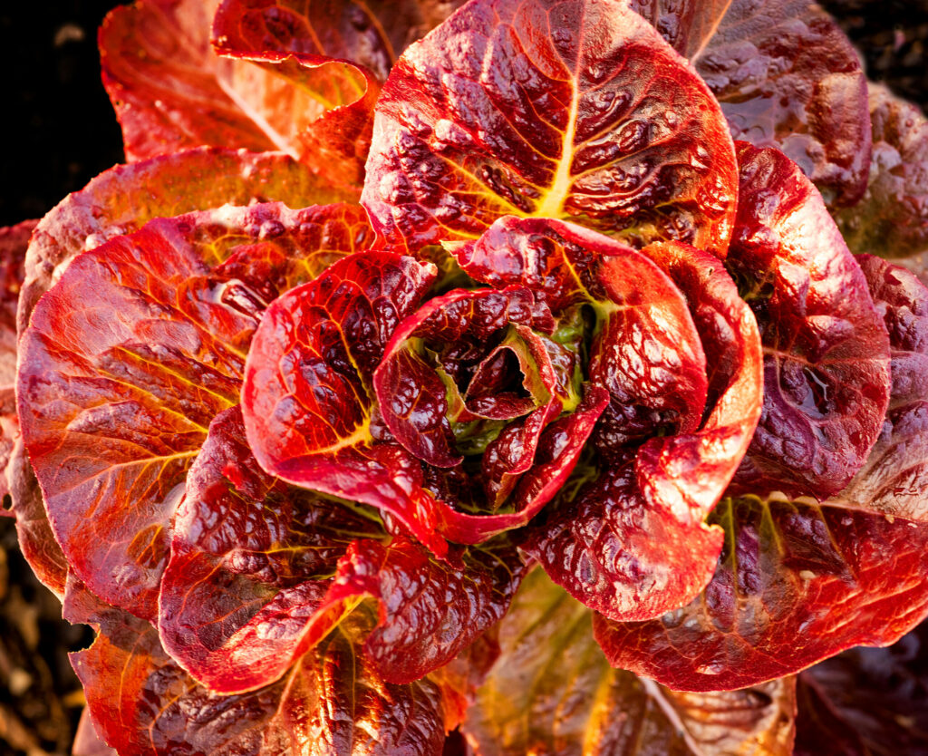 Lettuce grown at Umbel Roots Farm in the Carneros. (John Burgess)