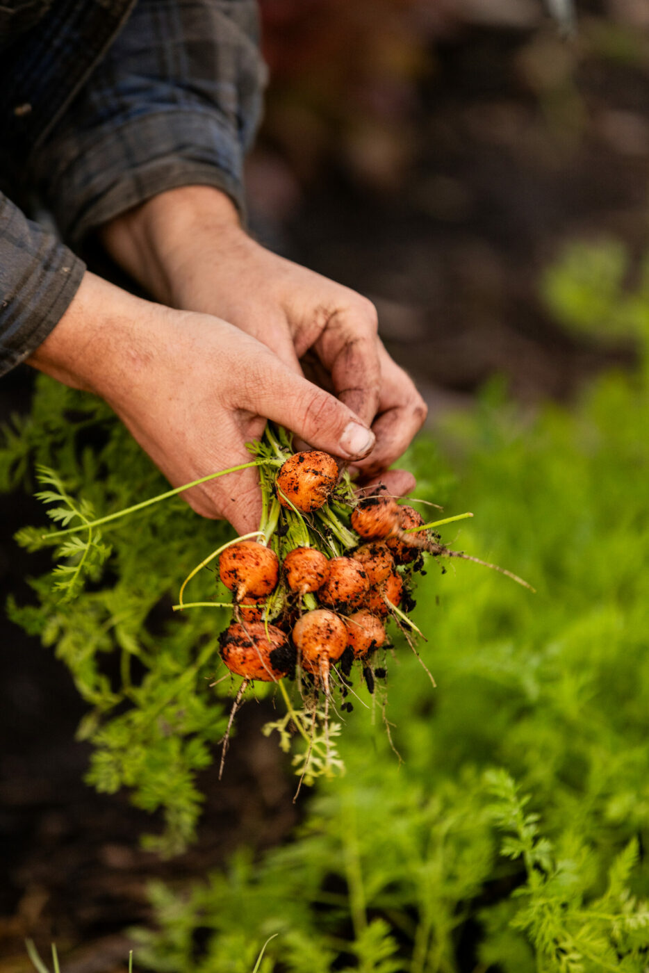 Picking vegetables at Umbel Roots Farm in the Carneros. (John Burgess)