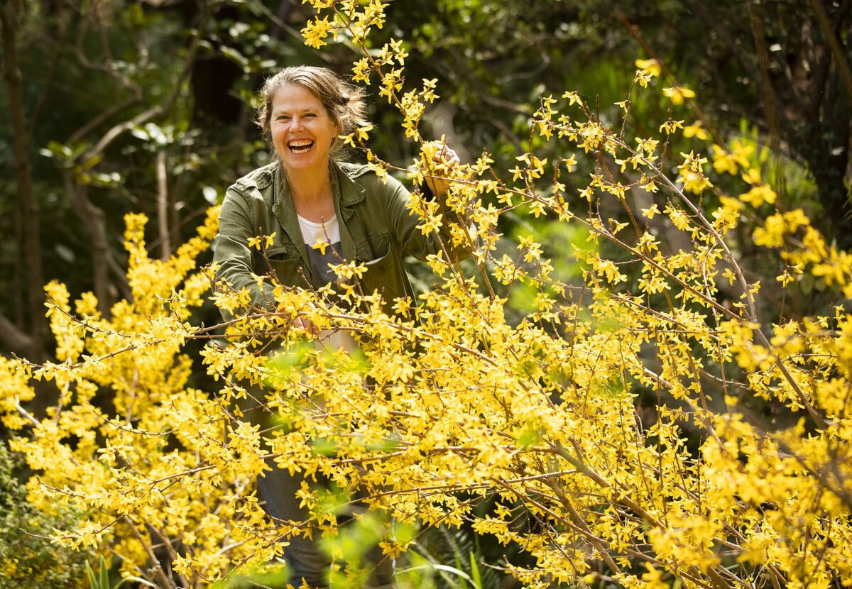 Hadley Dynak, the new owner of the Western Hills Garden in Occidental, poses among the blooming forsythia. She is the new owner of the historic nursery in Occidental. (John Burgess / The Press Democrat)