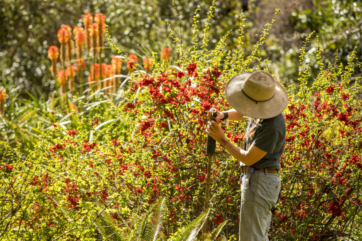 Mary Zovich exchanges sprinkler head emitters with low water emitters in anticipation of a summer drought at Western Hills Garden in Occidental. (John Burgess / The Press Democrat)
