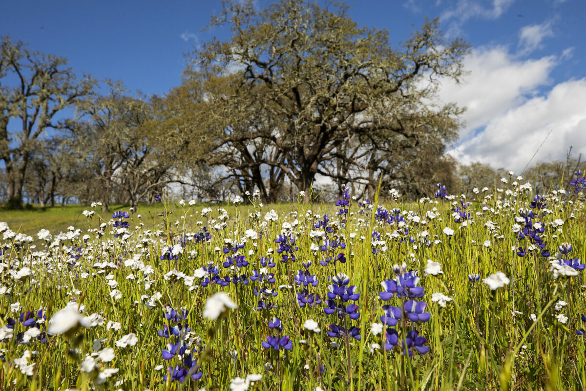 A field of Sonoma County native Douglas' lupine intermixed with white Popcorn Flower, Plagiobothrys in Sonoma Valley Regional Park in Glen Ellen. (John Burgess/The Press Democrat)