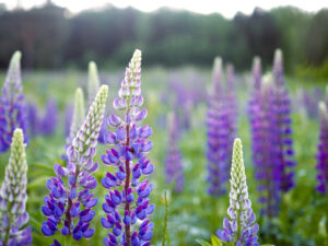 Wild lupines in a meadow. (Alyona Shu/Shutterstock)