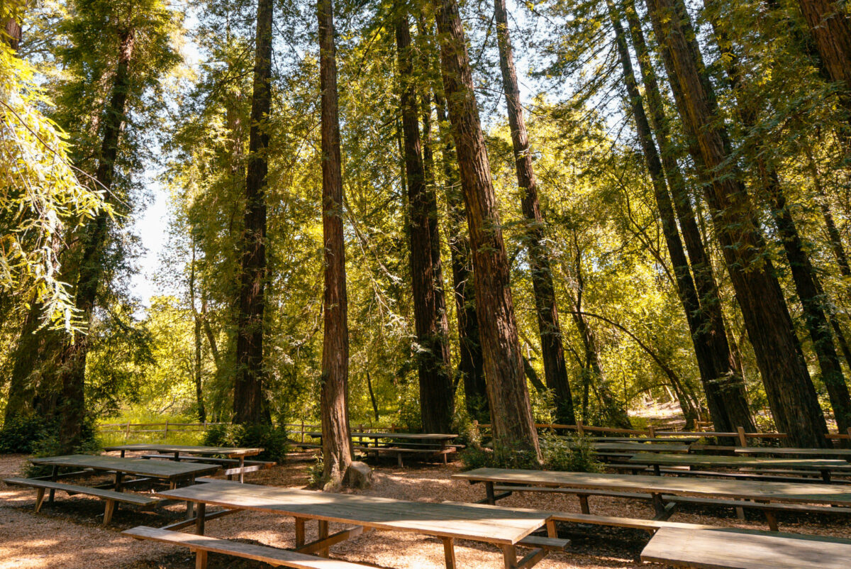 Picnic tables at Riverfront Regional Park in Healdsburg. (Mariah Harkey / Sonoma County Tourism)