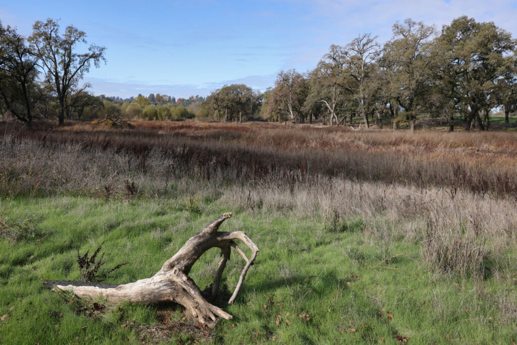 The Hartman Creek area at the border between the Denner and Lafranchi ranches, that is part of a Sonoma County Ag + Open Space conservation easement project, in Santa Rosa on Wednesday, November 29, 2023. (Christopher Chung/The Press Democrat)