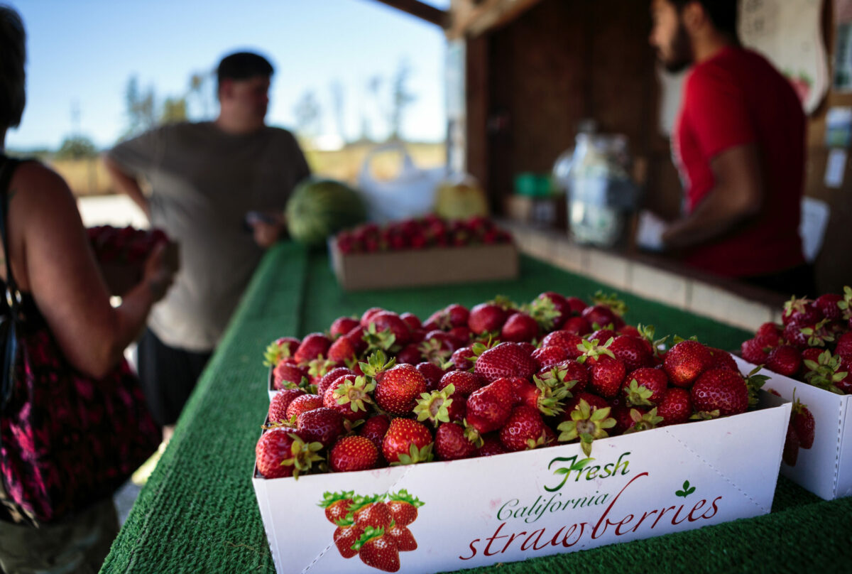 Fresh strawberries at farmer Lao Saetern’s strawberry stand. (Chris Hardy)