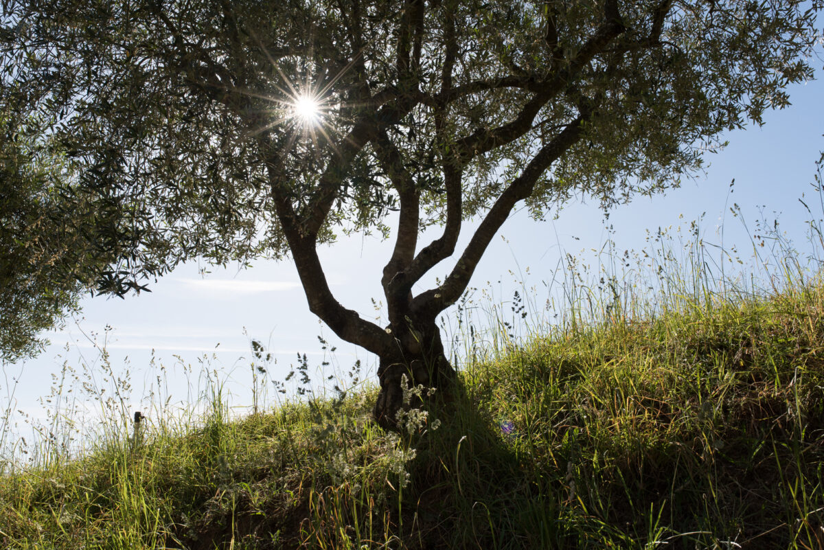 Find a moment of calm at Preston Farm & Winery in Healdsburg. (Jason Kalogiros)