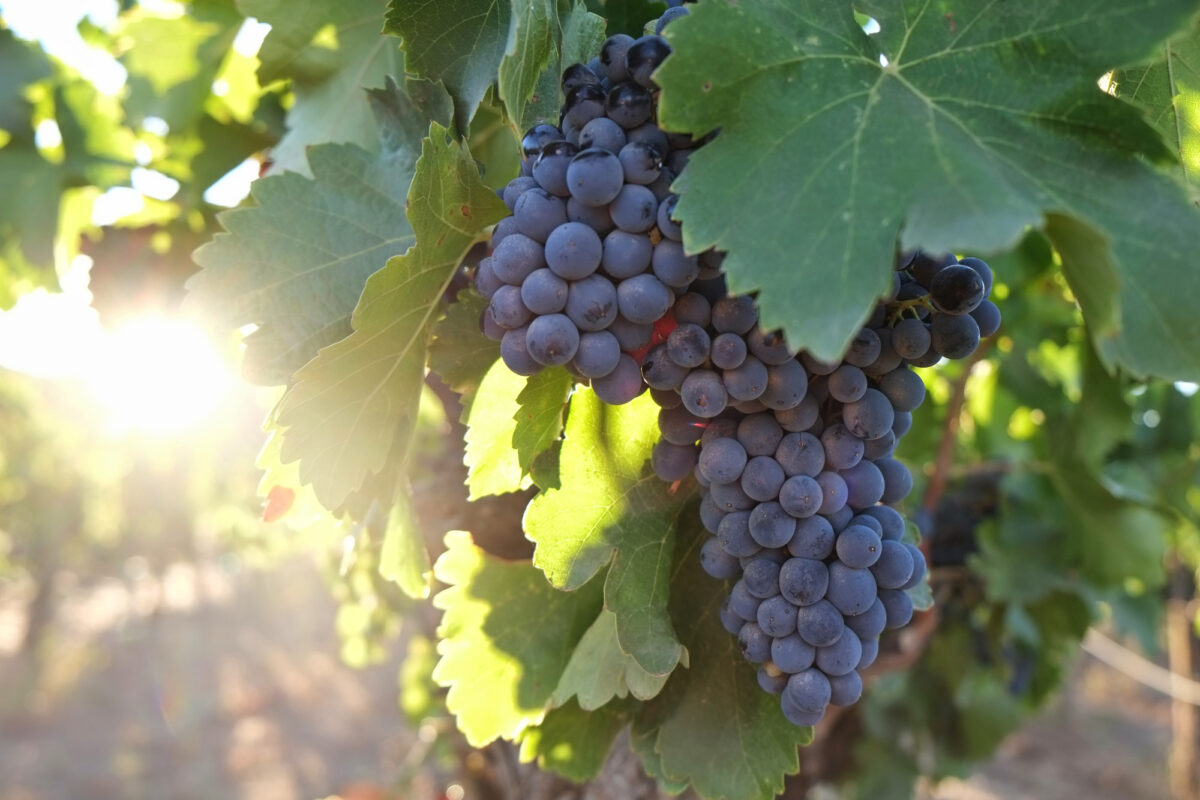 The 170-acre estate now includes 65 acres of grapes and an equal amount of other crops — all certified organic. This year, Preston celebrates his 50th harvest. (Maggie Preston)