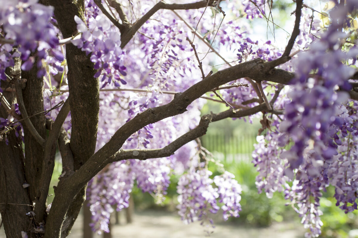  In spring and summer, the farm is alive with the buzz of pollinating bees and the purr of hummingbird wings. (Maggie Preston)