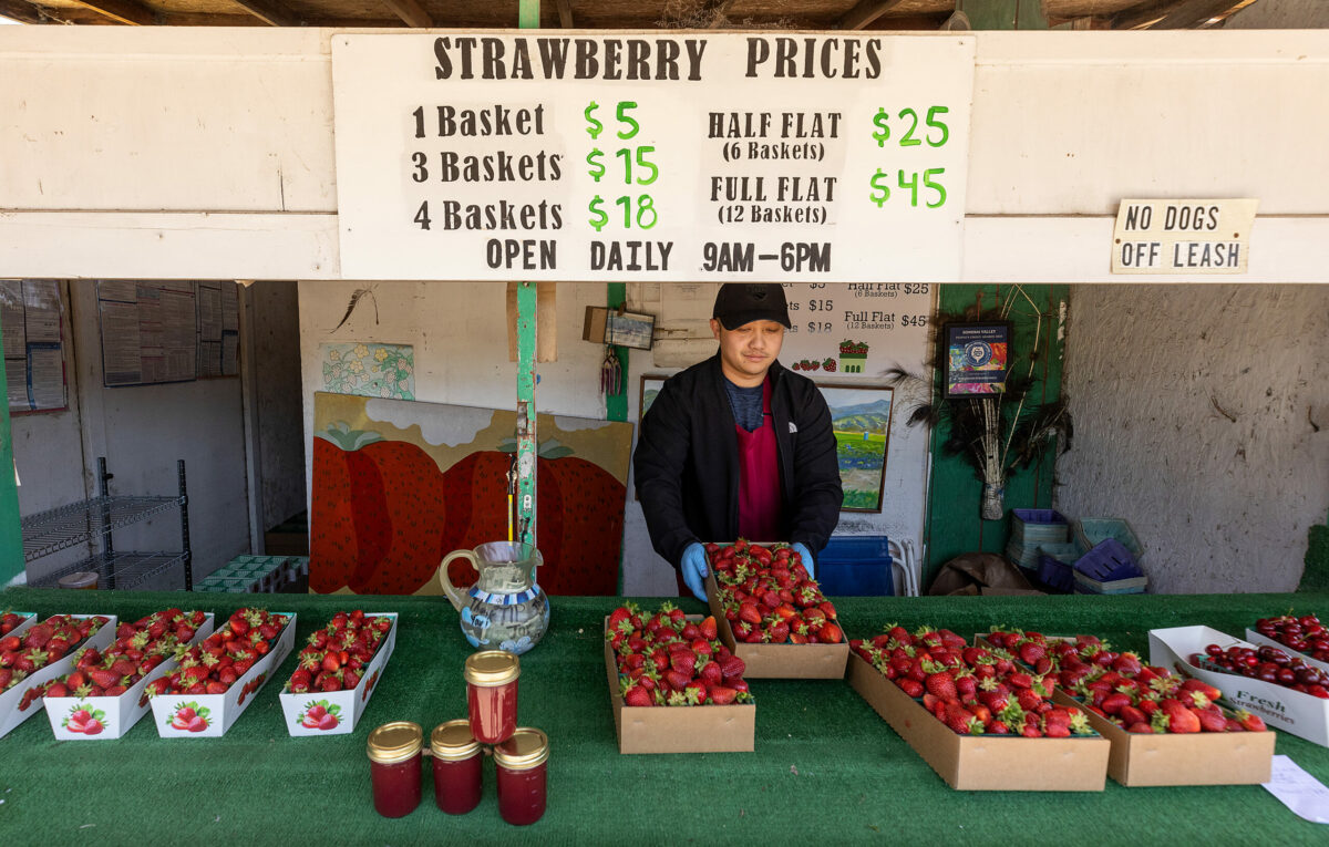 Torn Saetern loads up on flats of strawberries between rushes of customer at the strawberry stand on Watmaugh Road at Arnold Drive in Sonoma Wednesday, May 15, 2024. (John Burgess/The Press Democrat)