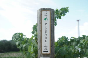 Picpoul Blanc vines at Tablas Creek Vineyard in Paso Robles. (Tablas Creek Vineyard)