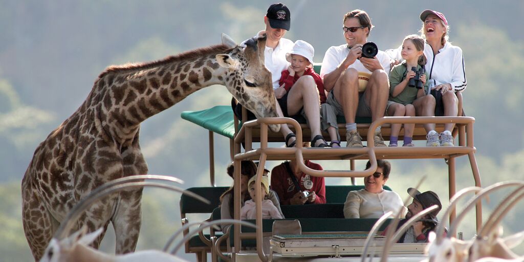 Giraffe and visitors at Safari West in Sonoma. (Courtesy of Safari West)