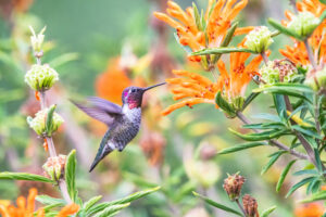 Anna's Hummingbird at Golden Gate Park in San Francisco. (Gareth Bogdanoff / Shutterstock)