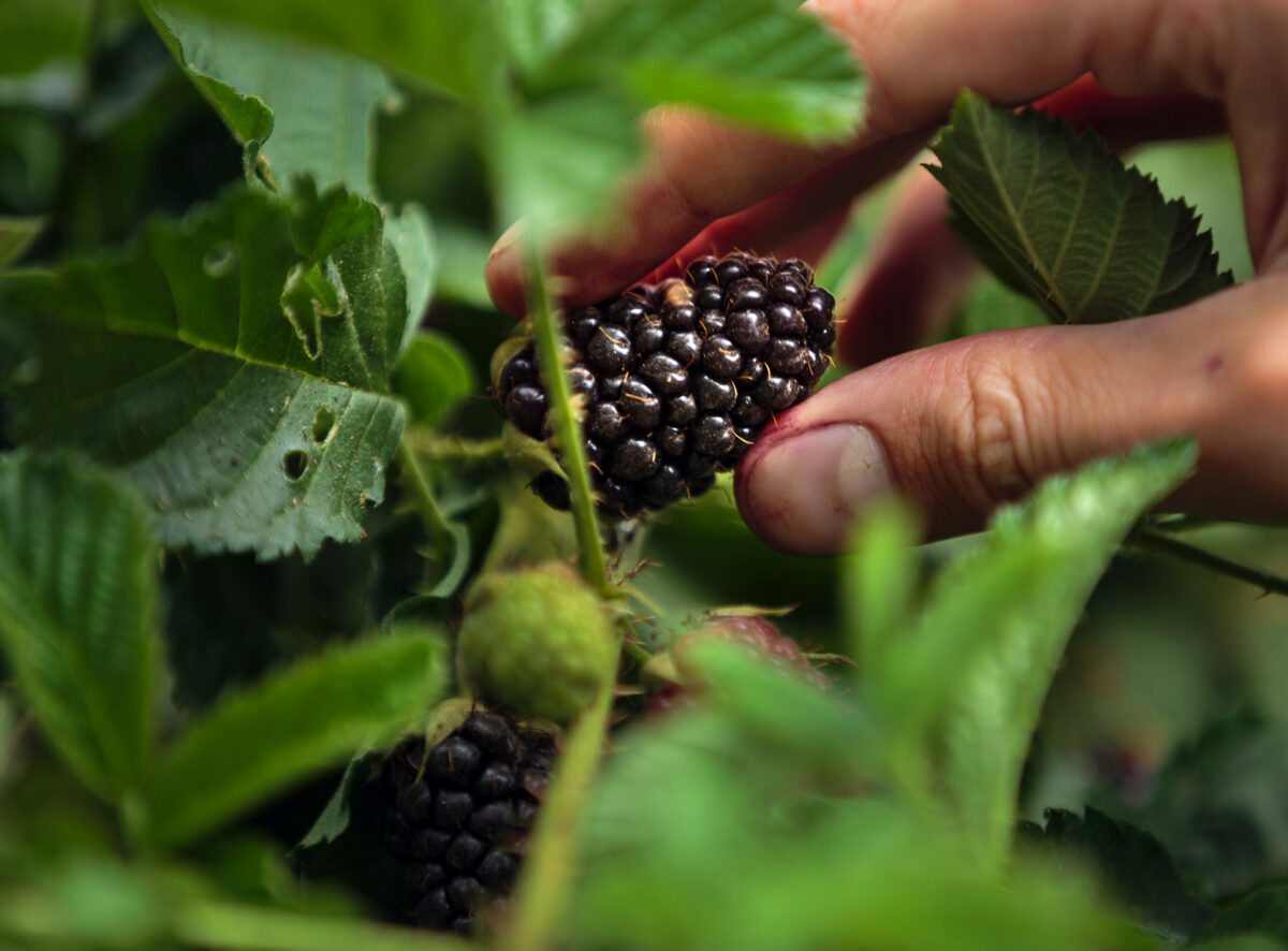 Blackberry picking at Kokopelli Farm in Sebastopol. (Chris Hardy/Sonoma Magazine)