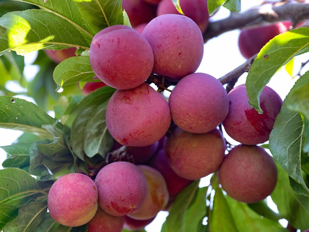 Plums ripen in a tree at Piano Farm in Bloomfield on Wednesday, July 28, 2021. (Christopher Chung/ The Press Democrat)
