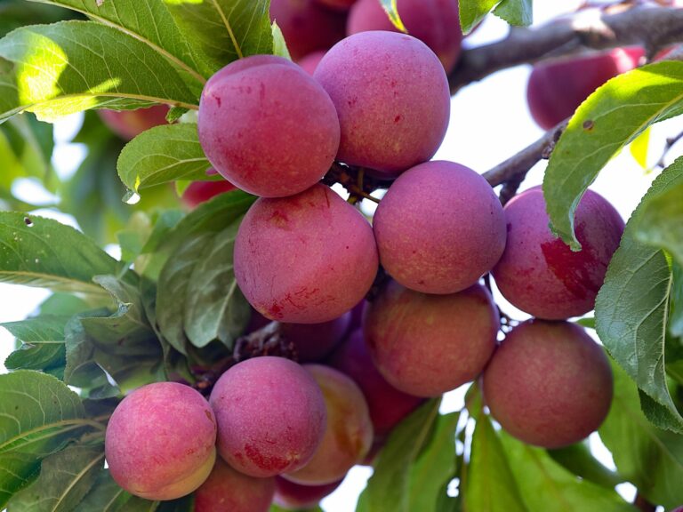 Plums ripen in a tree at Piano Farm in Bloomfield on Wednesday, July 28, 2021. (Christopher Chung/ The Press Democrat)
