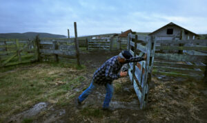 Rancher Kevin Lunny opens a gate in preparation for his family’s final roundup of cattle, Saturday, May 17, 2025, at Point Reyes National Seashore. (Kent Porter / The Press Democrat)