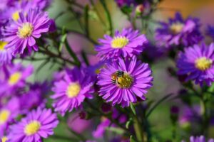 Purple Michaelmas daisies (aster amellus) blooms in a garden in summer with a bee collecting pollen or nectar. (Pratchaya.Lee / Shutterstock)