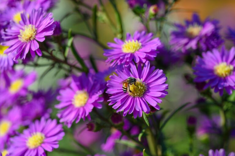 Purple Michaelmas daisies (aster amellus) blooms in a garden in summer with a bee collecting pollen or nectar. (Pratchaya.Lee / Shutterstock)