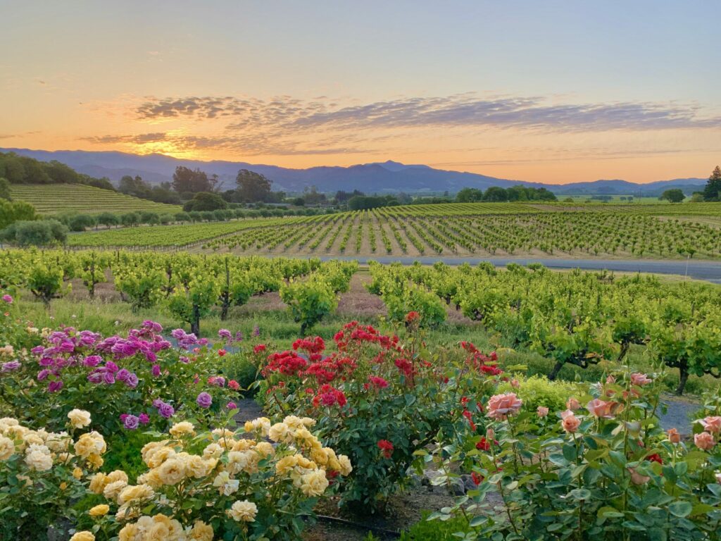 Roses and vineyards at Francis Ford Coppola Winery in Geyserville. (Francis Ford Coppola Winery)