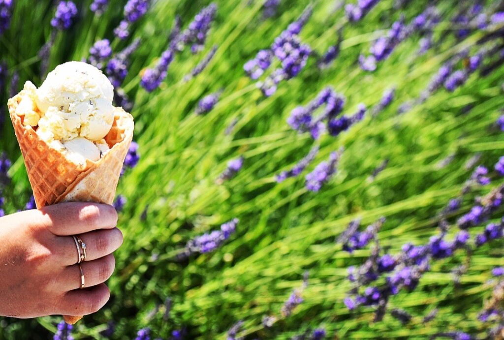 Lavender ice cream from Two Dog Night Creamery in Sebastopol. (Sonoma County Tourism)