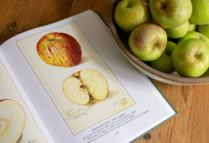 Dan Lehrer, a co-owner of Little Apple Treats has compared horticultural drawings of Sebastopol Gravenstein apples, this one from an orchard in Virginia in 1909, while researching the origins and spread of our beloved local fruit Thursday July 24, 2025. (John Burgess / The Press Democrat)