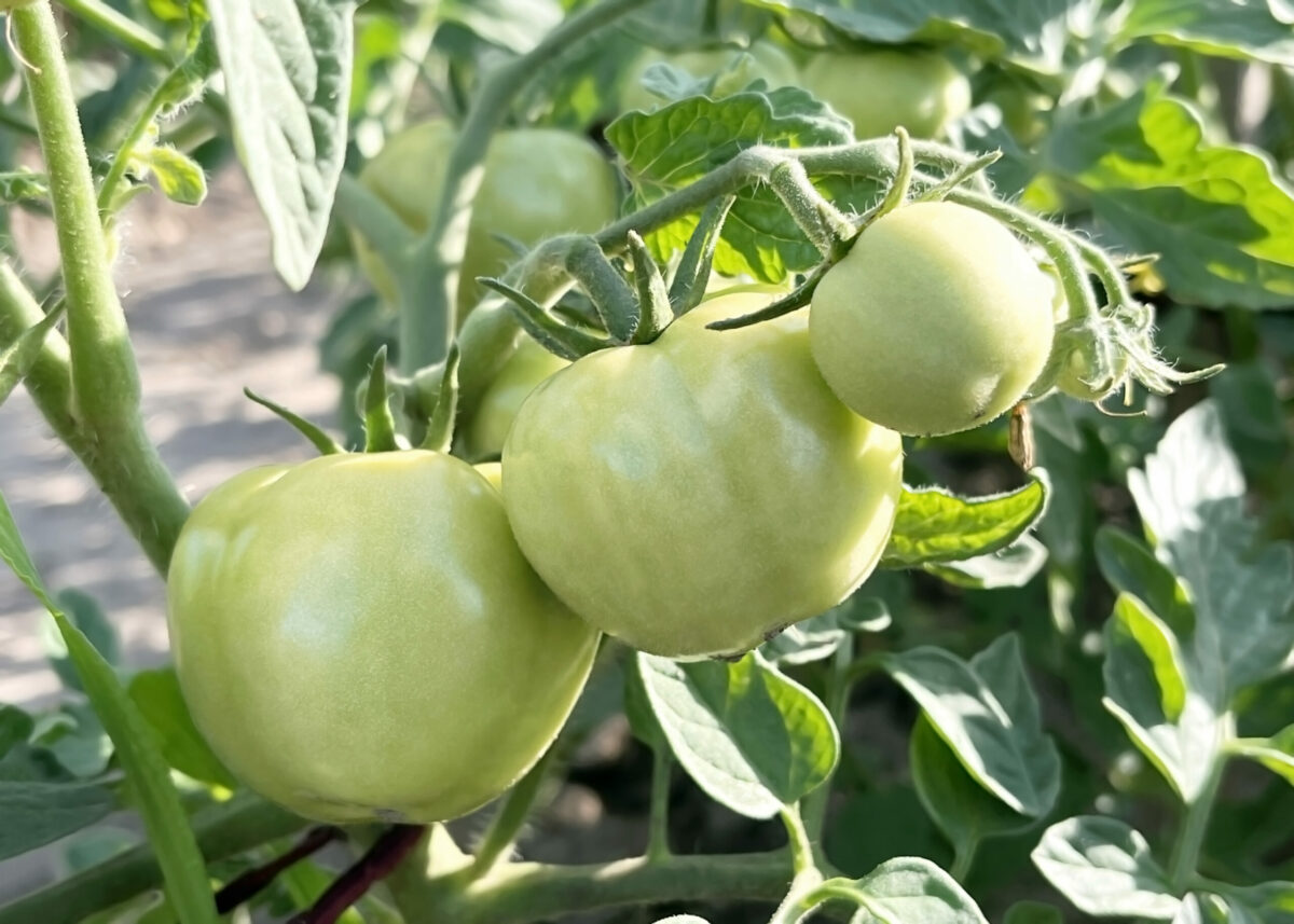 Green unripe tomatoes hang on a tomato bush branch. (Iryna Boiko / Getty Images)