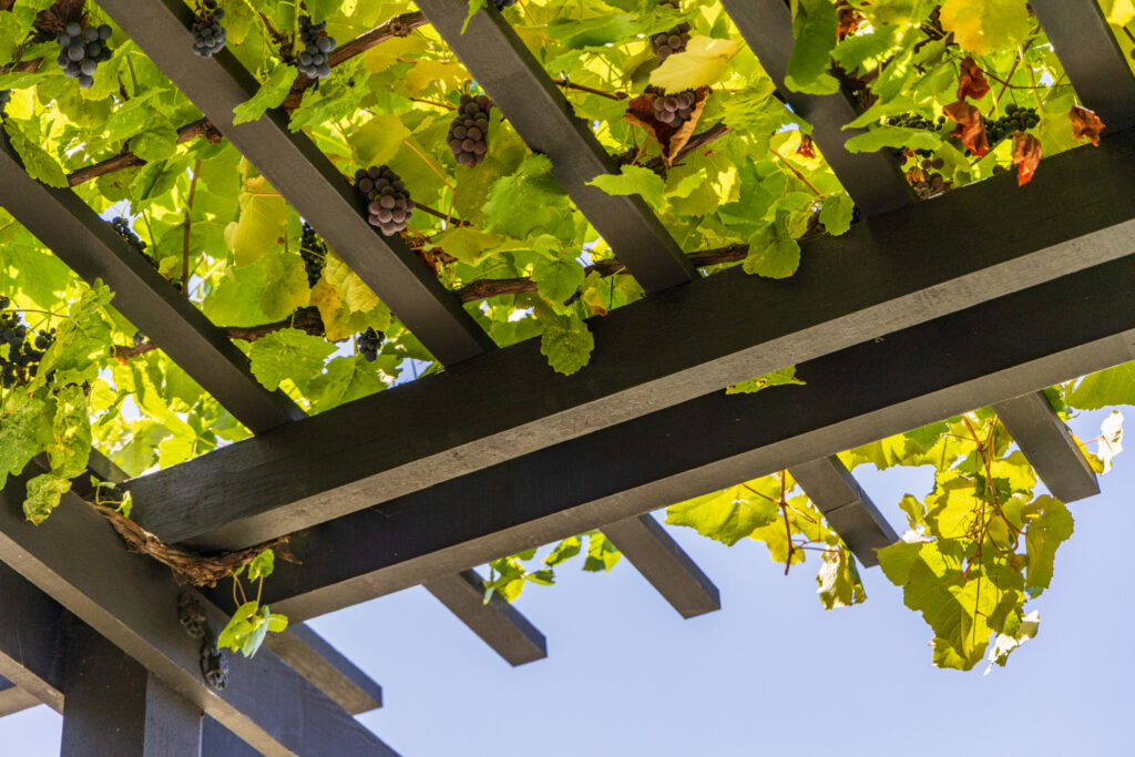 Grapes growing on the arbor. (Steve Magner / Sotheyby’s International Realty)