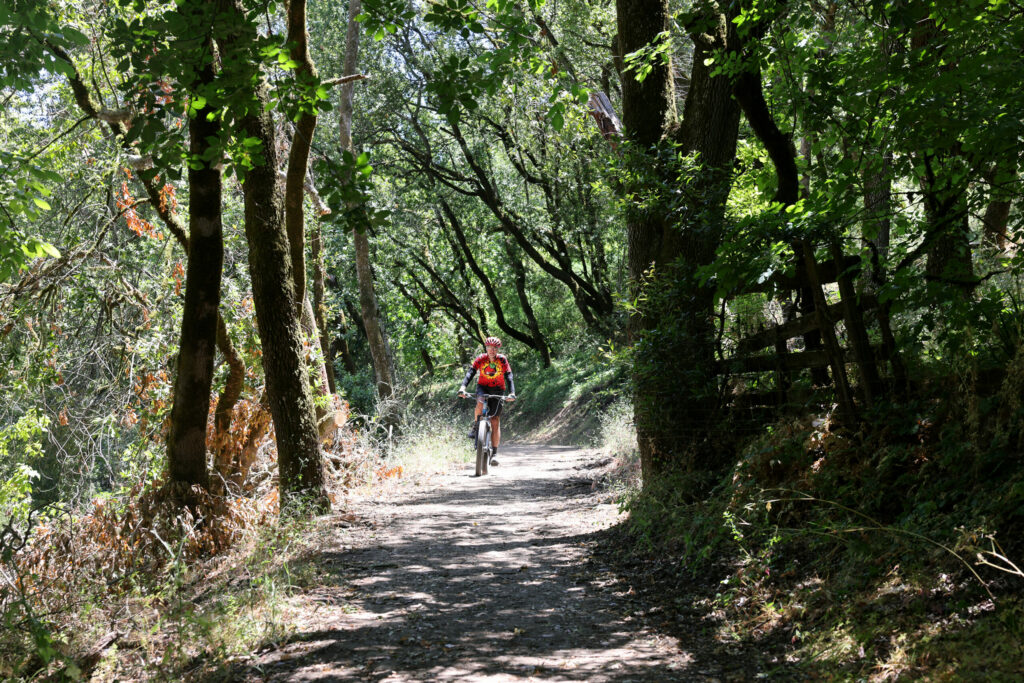 A cyclist pedals along the Lower Colgan Loop Trail at Taylor Mountain Regional Park & Open Space Preserve in Santa Rosa Tuesday, June 10, 2025. (Beth Schlanker / The Press Democrat)