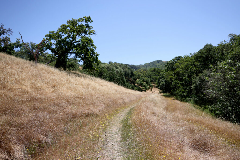 The view on the Lower Colgan Loop Trail at Taylor Mountain Regional Park & Open Space Preserve in Santa Rosa Tuesday, June 10, 2025. (Beth Schlanker / The Press Democrat)