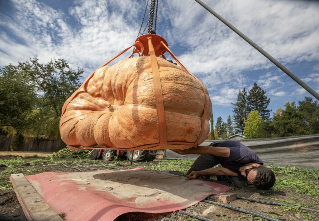 Brandon Dawson of Santa Rosa has two giant pumpkins growing in his yard. One is 1,600 pounds and one is 2,200 pounds. He plans to take it to Half Moon Bay for the legendary giant pumpkin contest held every year. Dawson shows off his smaller 1,600-pound pumpkin before loading it into his truck for a weigh-off Oct. 4, 2024. (Chad Surmick / The Press Democrat)