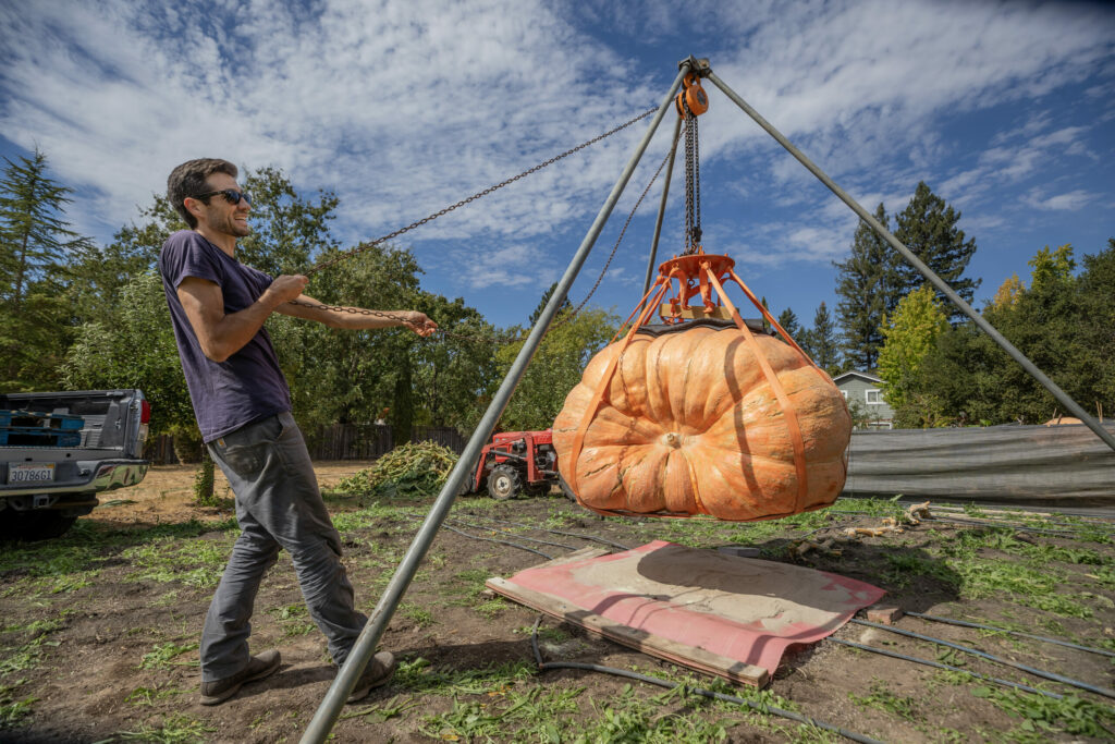 Brandon Dawson of Santa Rosa has two giant pumpkins growing in his yard. One is 1,600 pounds and one is 2,200 pounds. He plans to take it to Half Moon Bay for the legendary giant pumpkin contest held every year. Dawson shows off his smaller 1,600-pound pumpkin before loading it into his truck for a weigh-off Oct. 4, 2024. (Chad Surmick / The Press Democrat)