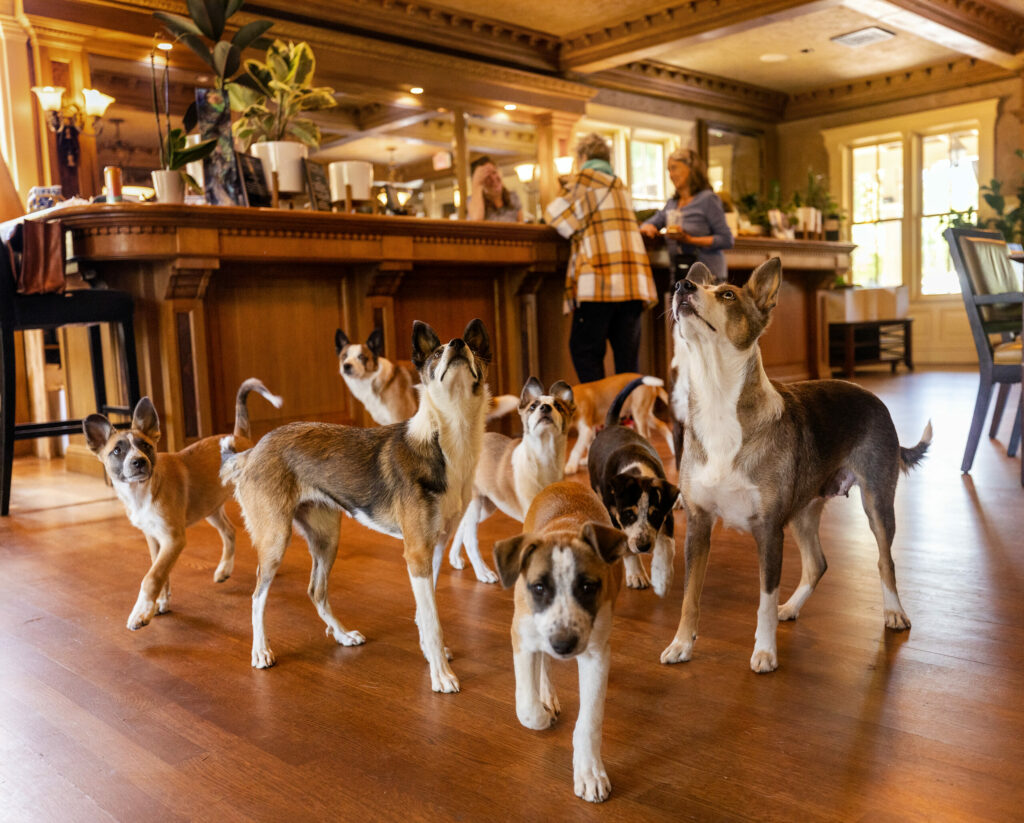 Bee Hunter Wines owners Ali and Andy DuVigneaud have a dog friendly tasting room Thursday, August 14, 2025, in Booneville in the heart of the Anderson Valley. The couple are breeding “Fox Collies,” who are often seen snuggling with guests sipping wine. (John Burgess / The Press Democrat)