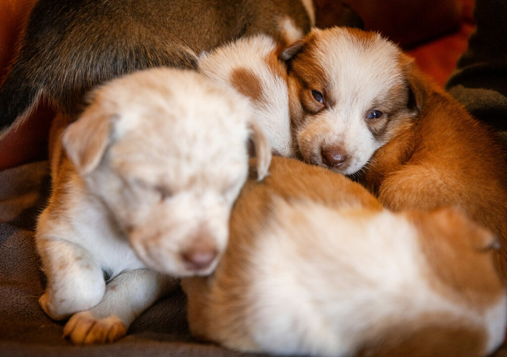 A pile of Fox Collie puppies taking a nap next to a customer at the Bee Hunter Wines dog friendly tasting room Thursday, August 14, 2025 in Booneville. (John Burgess / The Press Democrat)