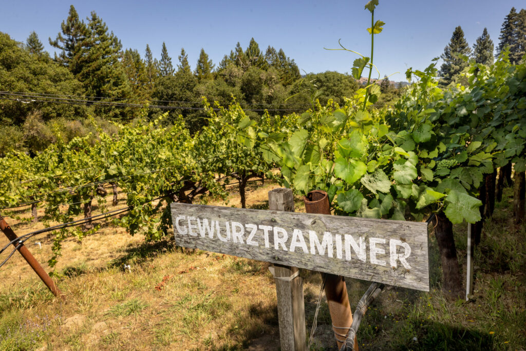 A block of Gewürztraminer at Husch Vineyard Thursday, August 14, 2025 near Philo in the heart of the Anderson Valley. (John Burgess / The Press Democrat)