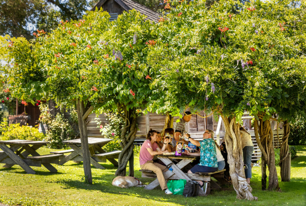 The Sinosky and Oliver families make their annual visit to Husch Vineyards for a picnic and wine tasting while on a camping trip along the Navarro river Thursday, August 14, 2025 near Philo in the heart of the Anderson Valley. (John Burgess / The Press Democrat)