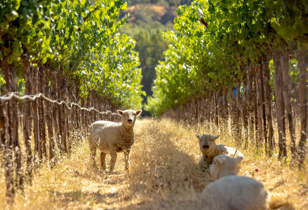 The sheep at Pennyroyal Farm are moved between different blocks of the vineyard to control weeds and grasses Thursday, August 14, 2025 in Booneville. (John Burgess / The Press Democrat)