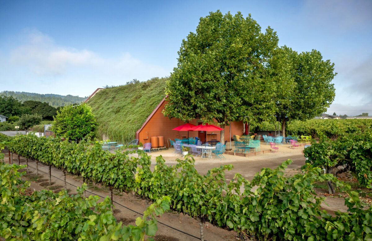 The living roof covering the Nalle Winery tasting room Friday, August 5, 2025, in the Dry Creek Valley. The roof still grows the original rosemary planted in 1984. (John Burgess / The Press Democrat)
