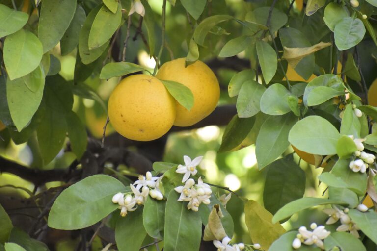 Grapefruits on a tree with blossoms during early springtime. (gurineb / Getty Images)