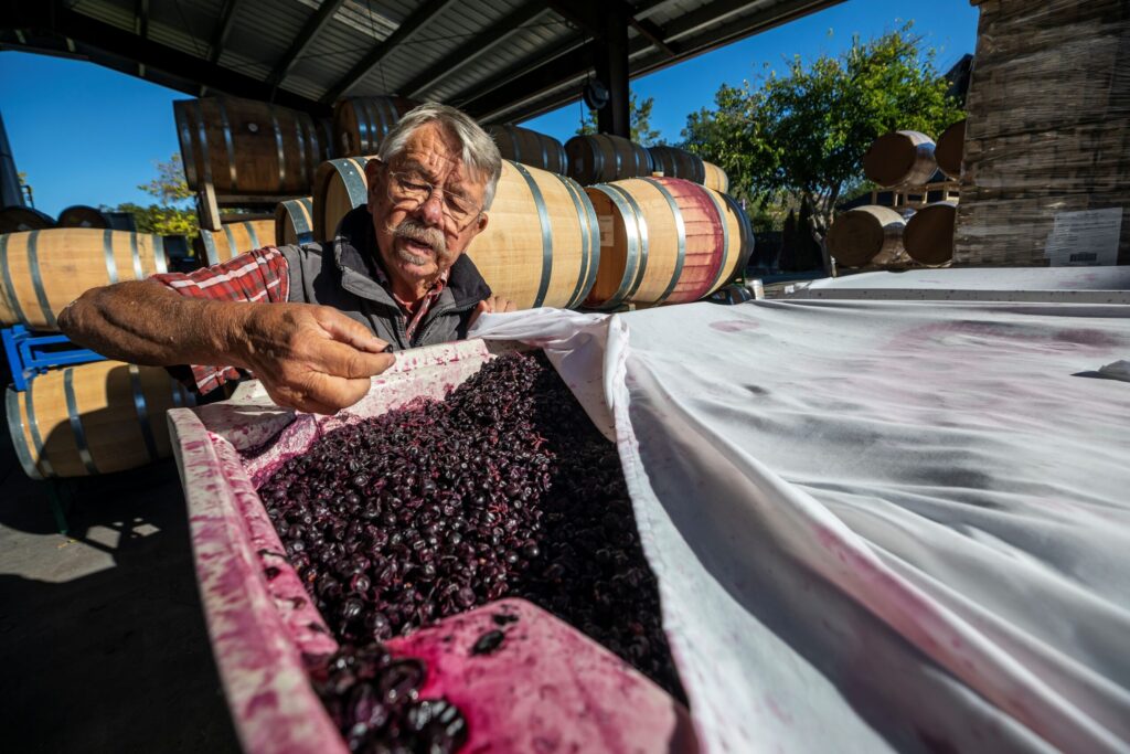 J. Rickards winery owner Jim Rickards, who was an ICU/Emergency Room nurse and is now a very hands-on vineyard and winery owner, checks the carbonic fermentation of newly picked pinot grapes at the Cloverdale winery Thursday October 17, 2024. (Chad Surmick / The Press Democrat)