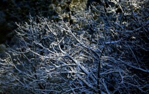 Snow clings to dormant trees, Tuesday, Feb. 5, 2019, off Geysers Road. (Kent Porter / The Press Democrat)