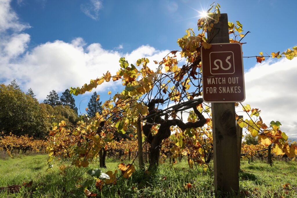 A sign warns visitors of snakes among the rows of vines at Hanzell Vineyards in Sonoma on Friday, November 7, 2025. (Christopher Chung/The Press Democrat)