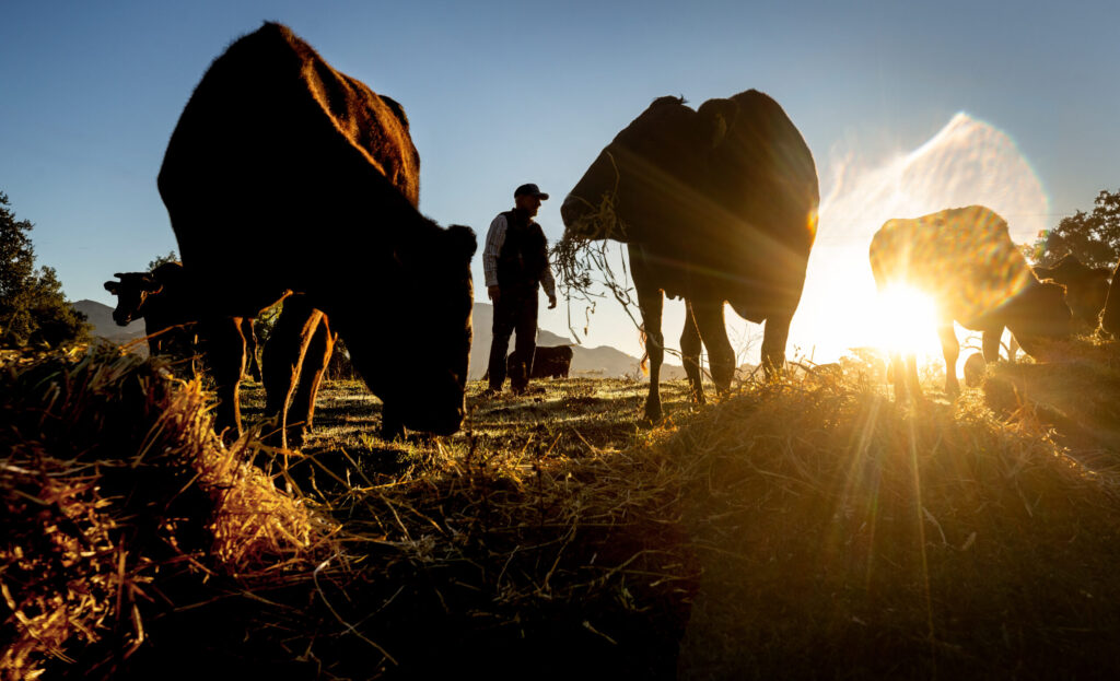 Rancher William Densberger feeds his herd of 100% Japanese Wagyu cattle Wednesday, Oct. 6, 2025, on a ranch owned by Adam Gordon at the base of Mount St. Helena in the Alexander Valley. (John Burgess / The Press Democrat)