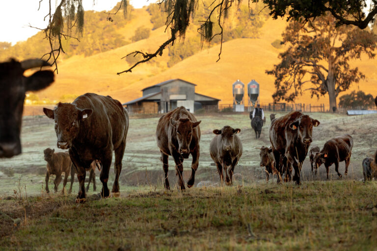 Rancher William Densberger feeds his herd of 100% Japanese Wagyu cattle Wednesday, Oct. 6, 2025, on a ranch owned by Adam Gordon at the base of Mount St. Helena in the Alexander Valley. (John Burgess / The Press Democrat)