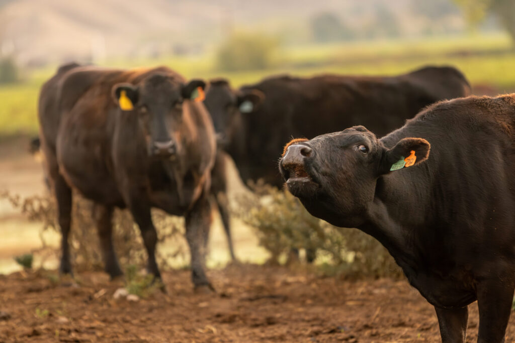 Rancher William Densberger feeds his herd of 100% Japanese Wagyu cattle Wednesday, Oct. 6, 2025 on a ranch owned by Adam Gordon at the base of Mount St. Helena in the Alexander Valley. (John Burgess / The Press Democrat)